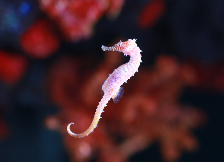 迷走ぶろぐ城下・たつのこ館のカテゴリー
